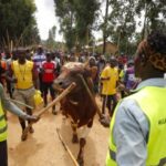 ‘Barbaric!’: Kakamega’s Bullfighting Premier League Gets a Red Flag from the U.S ‘Barbaric!’: Kakamega’s Bullfighting Premier League Gets a Red Flag from the U.S