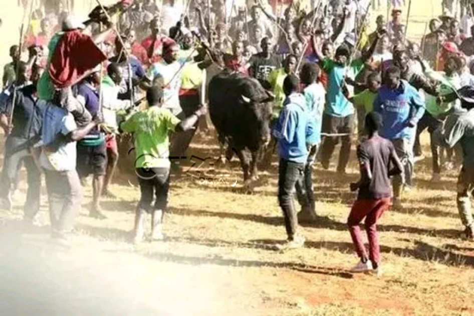 ‘Barbaric!’: Kakamega’s Bullfighting Premier League Gets a Red Flag from the U.S