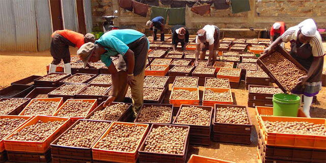 CS Mutahi Kagwe Dragged Into Multimillion Macadamia Export Fraud