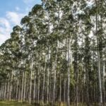 Kenya Court Bans Eucalyptus Planting Near Wetlands, Orders Removal of Trees Within 45 Days Kenya Court Bans Eucalyptus Planting Near Wetlands, Orders Removal of Trees Within 45 Days