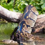 Kenyan Man Cycles to Police Station With Giant Python After Dog Is Killed Kenyan Man Cycles to Police Station With Giant Python After Dog Is Killed