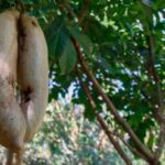 Cancer Breakthrough Claim as Kenyan Scientists Confirm Plant Blocks Spread of Disease Cancer Breakthrough Claim as Kenyan Scientists Confirm Plant Blocks Spread of Disease