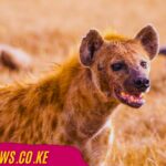 Wild Hyena Reported Near Homes in Syokimau Wild Hyena Reported Near Homes in Syokimau