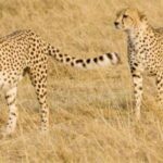 Kenya to Export Rare Cheetahs to India in Shocking Wildlife Deal Kenya to Export Rare Cheetahs to India in Shocking Wildlife Deal