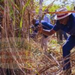 Kenya Eyes Ksh100B Green Bond to Revolutionise Agriculture Sector Kenya Eyes Ksh100B Green Bond to Revolutionise Agriculture Sector