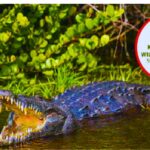 Crocodile Attack Leaves Two Feared Dead in Makueni Crocodile Attack Leaves Two Feared Dead in Makueni