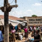 Homa Bay Traders Demand Urgent Removal of Bee Swarms After Alleged Fatal Attacks Homa Bay Traders Demand Urgent Removal of Bee Swarms After Alleged Fatal Attacks