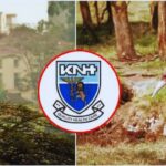 The Shocking Reason KNH Removed Trees as Marabou Storks Were Left Homeless The Shocking Reason KNH Removed Trees as Marabou Storks Were Left Homeless