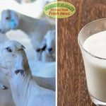 Kajiado Farmers Promote Goat Milk as Kenya Grapples With Rising Milk Prices Kajiado Farmers Promote Goat Milk as Kenya Grapples With Rising Milk Prices